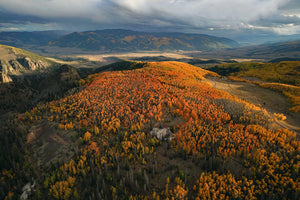 Creede Aspens